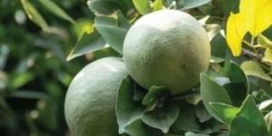 Green Thai Bel Plant