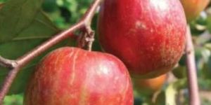 Kashmiri Apple Ber Plant