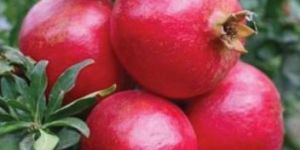 Maharashtra Pomegranate Plant