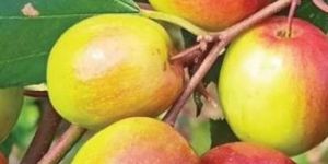 Miss India Apple Ber Plant