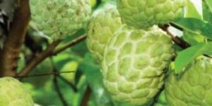 Nmk 1 Golden Custard Apple Plant