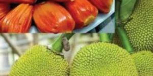 Pink Jackfruit Plant