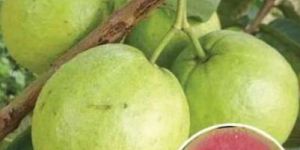 Sweet Arka Kiran Guava Plant