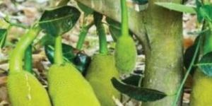 Vietnam Super Early Jackfruit Plant
