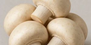 Pure Button Mushroom