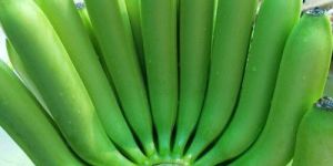 a Grade G9 Green Banana