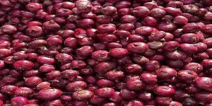 Nashik Fresh Red Onion