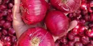 Onions