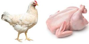 Chicken
