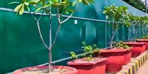 Plant Pots