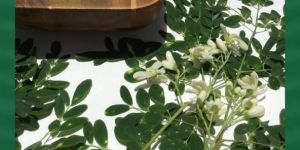 Moringa Powder