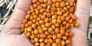 Toor Dal Seeds ( Chickpea) A Grade