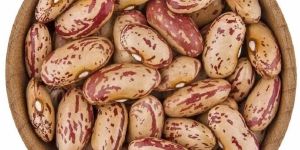 Chitra Kidney Bean