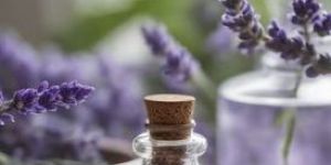 Lavender Oil