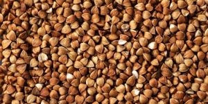 Buckwheat