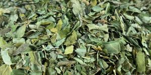 Dry Moringa Leaves