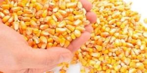 B Grade Maize Seeds
