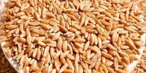 Sharbati Wheat Grain