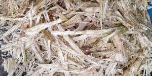 Waste Sugarcane Bagasse