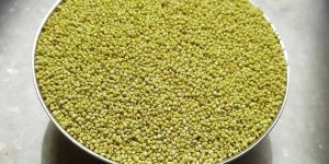 Browntop Millet