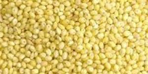 Natural Proso Millet Rice