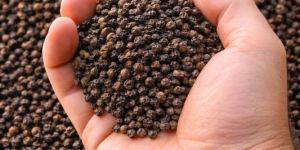 Black Pepper