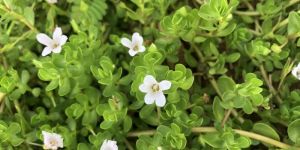 Brahmi Plants