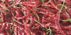 Dried Teja Red Chilli
