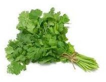 Cilantro Leave