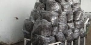 Button Mushroom Compost