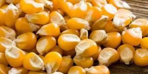 Indian Yellow Dry Corn