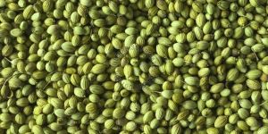 Parrot Coriander Seeds