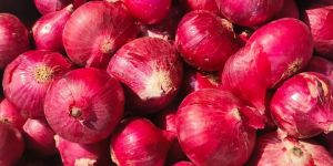 Nashik Onion