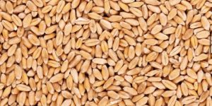 Wheat