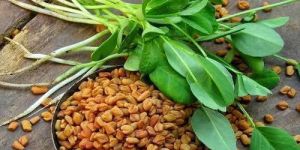 Fenugreek Seeds