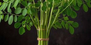 Moringa Leaves Powder