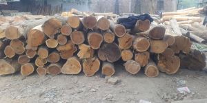 Acacia Wood