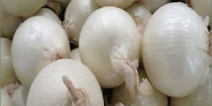 Fresh White Onion