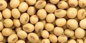 Soybean Seeds