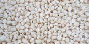 White Corn Seeds