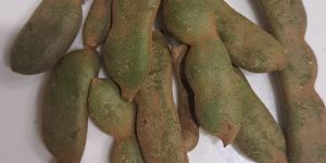 Unripe Red Tamarind