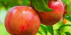 Fresh Red Pomegranate