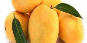 a Grade Fresh Mango