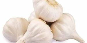 a Grade Fresh Garlic