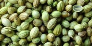 Single Parrot Coriander Seeds