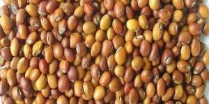 Pigeon Peas