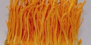Cordyceps Militaris Plants