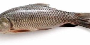 Fresh Catla Fish