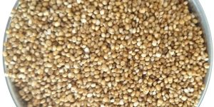 Kodo Millet Seeds