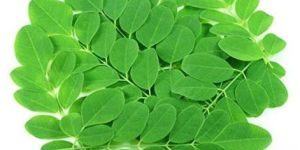 Fresh Moringa Leaves